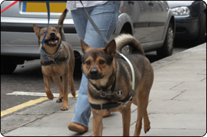 Happy dogs with their pet walker