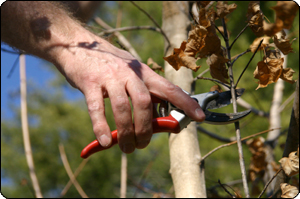 Trimming Tree Branches